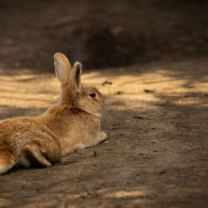 Le lapin et la chaleur