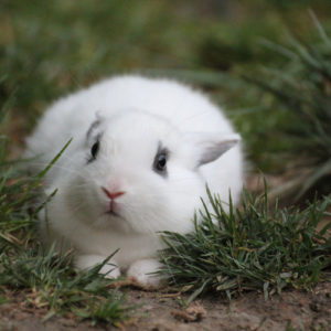 Le lapin et la route de la peur