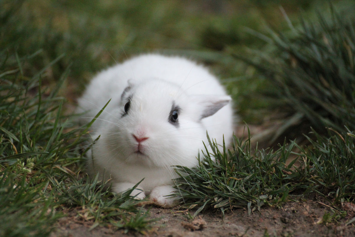 Ce matin un lapin - Le Point G, c'est pas forcément là où vous