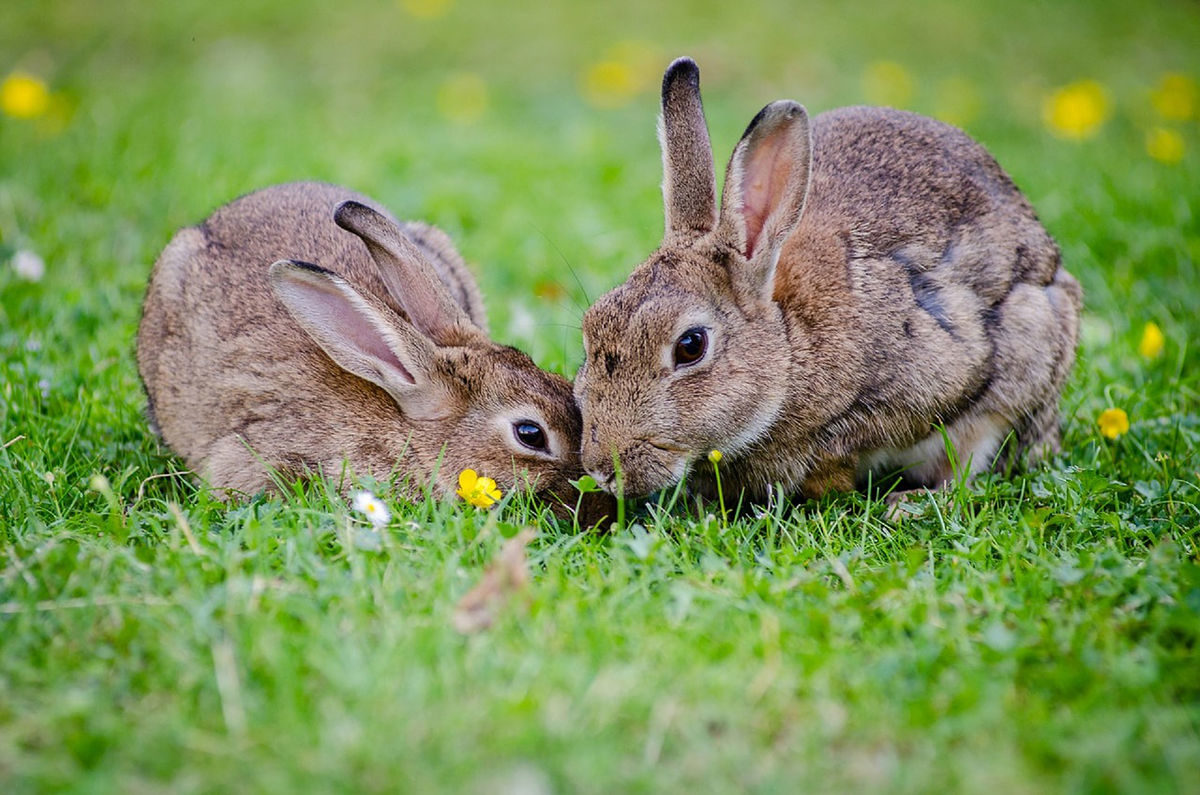 deux lapins cohabitation