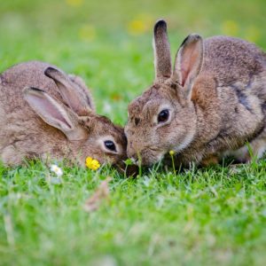 Lapin – sociabilité et cohabitation