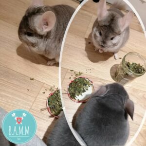 Chinchillas qui mangent de l'échinacée