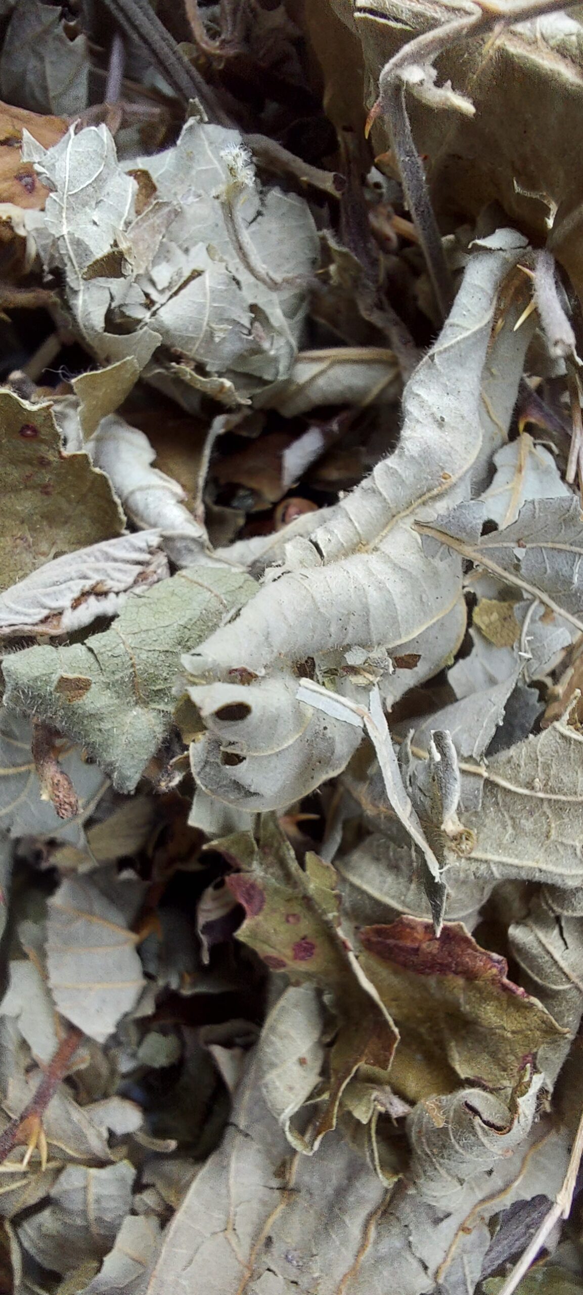 feuilles mûrier lapins rongeurs