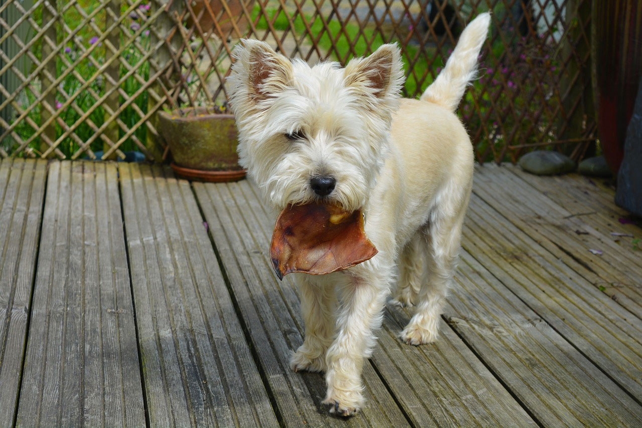 box découverte chiens friandises naturelles