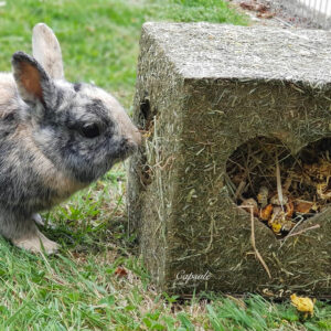 Dé de foin avec des fleurs JR FARM pour les lapins et les rongeurs