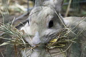 Pourquoi ma lapine prend du foin dans la bouche et s’arrache des poils ?