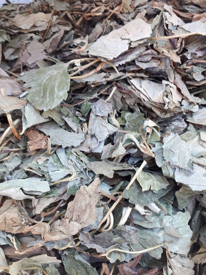 Feuilles de fraisier