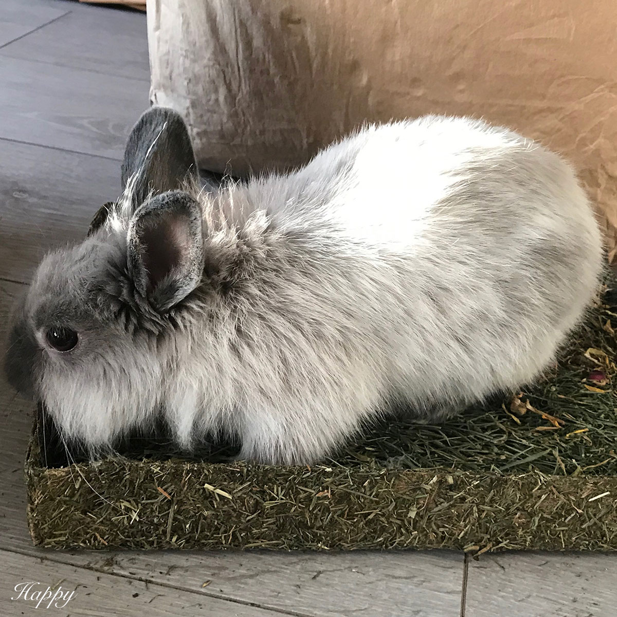 Tapis pour Lapin - Mon lapin Nain