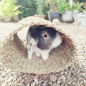 Tunnel en seagrass