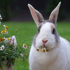 L’arrêt de transit chez le lapin