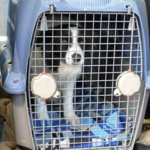 Comment choisir la caisse de transport de son chien ?