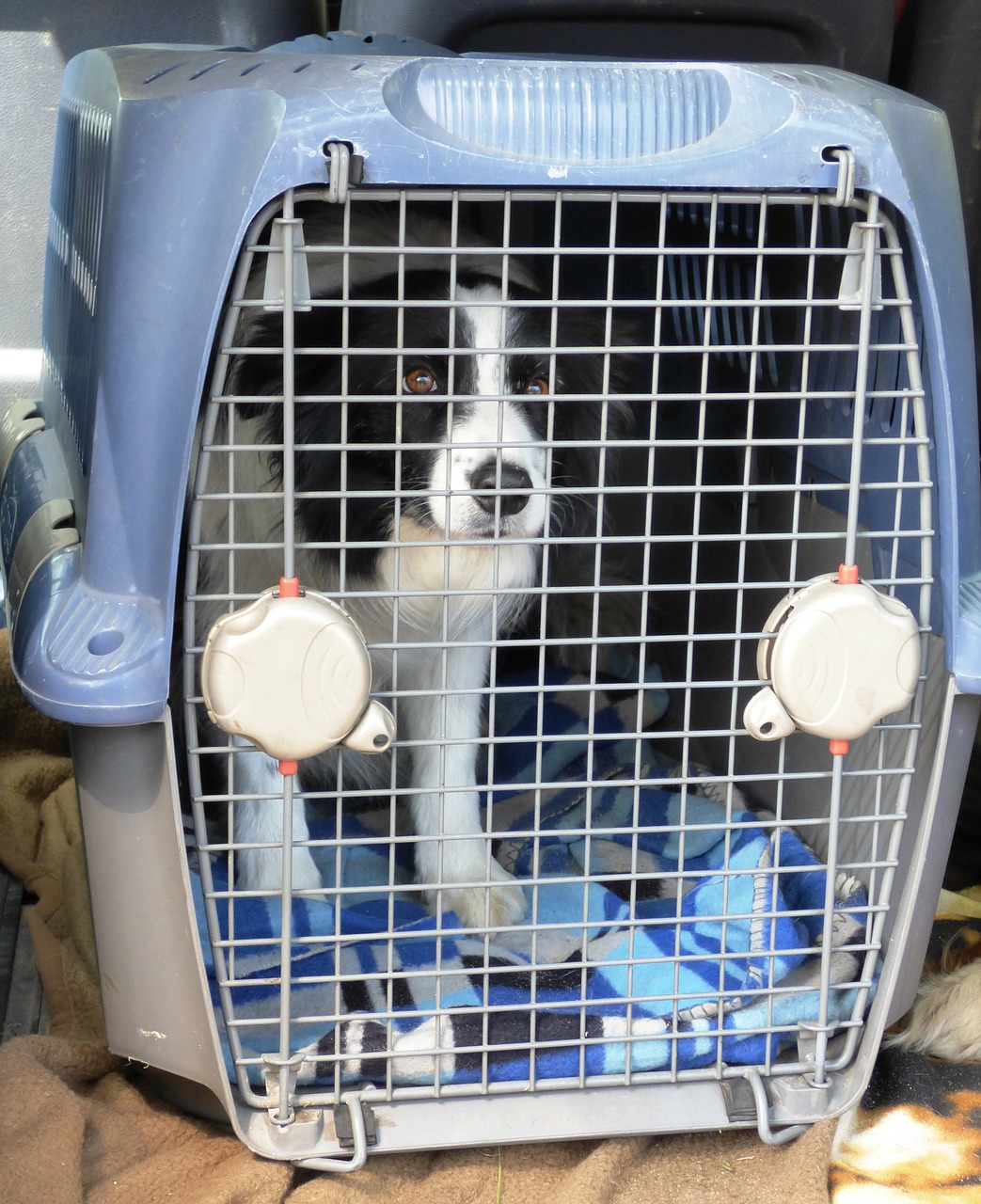 chien en cage
