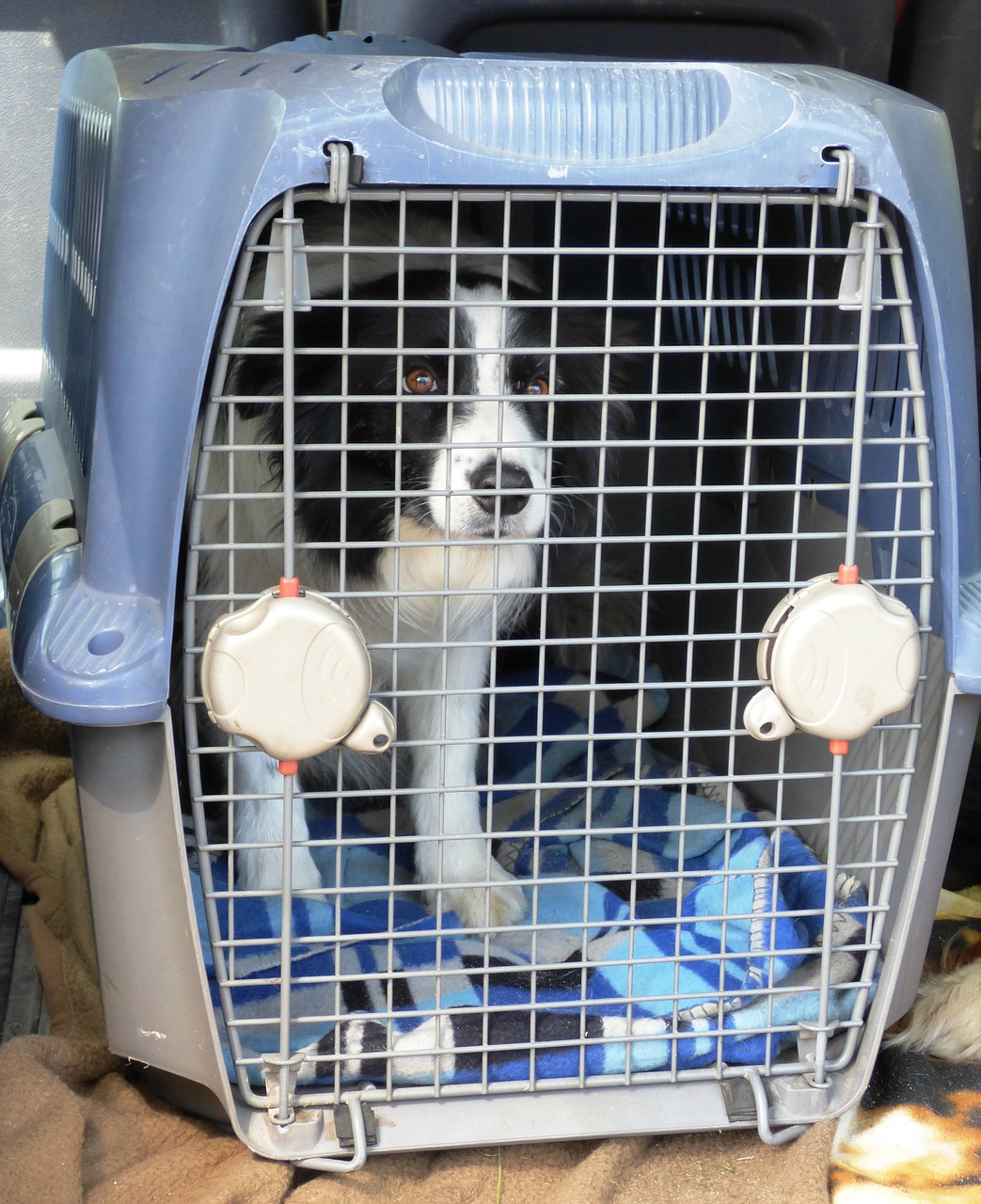 L'utilisation sécuritaire de la cage pour les chiens