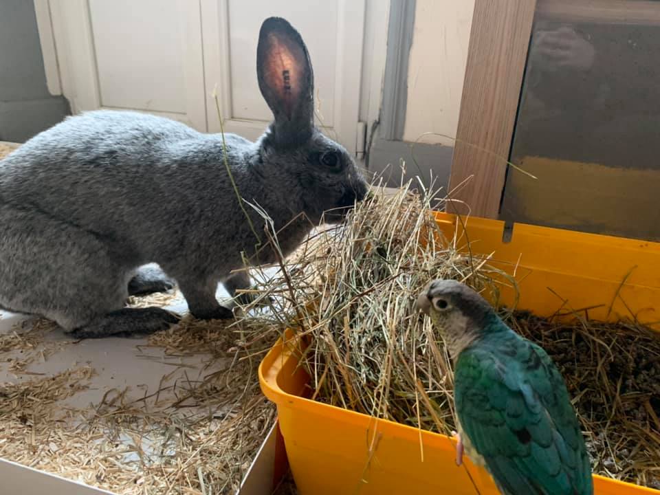 Aimé Foin de Crau AOP pour Lapins et Rongeurs