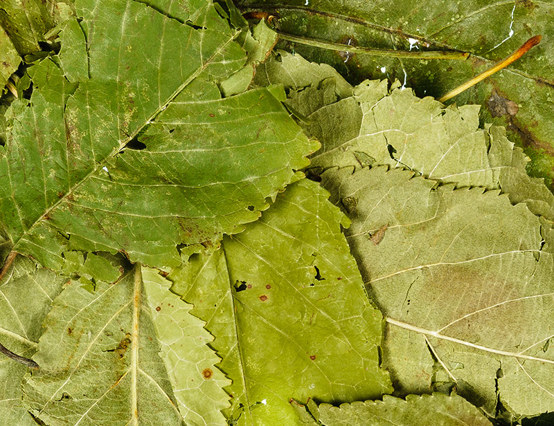 feuilles pommier lapins