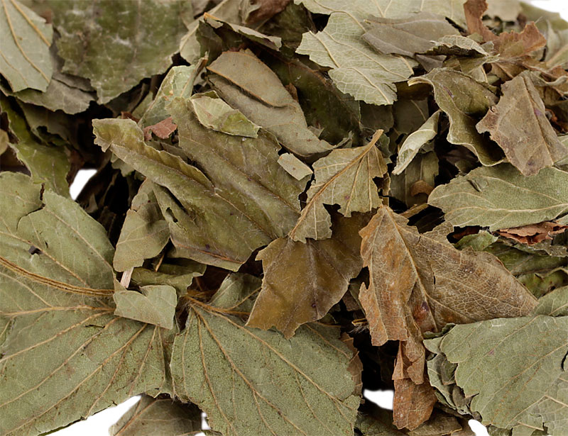 Feuilles de framboisier pour lapins et rongeurs - BAMM Paris