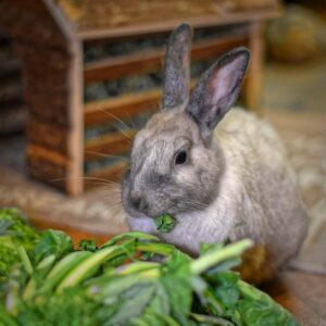 Le lapin introduire l’alimentation fraîche