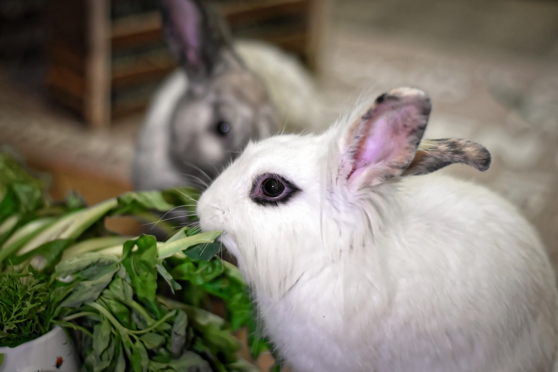 La vie en extérieur pour les lapins - conseils et astuces - BAMM Paris