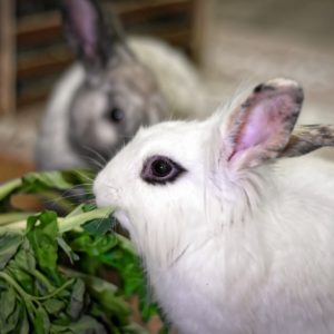 L’alimentation du lapin