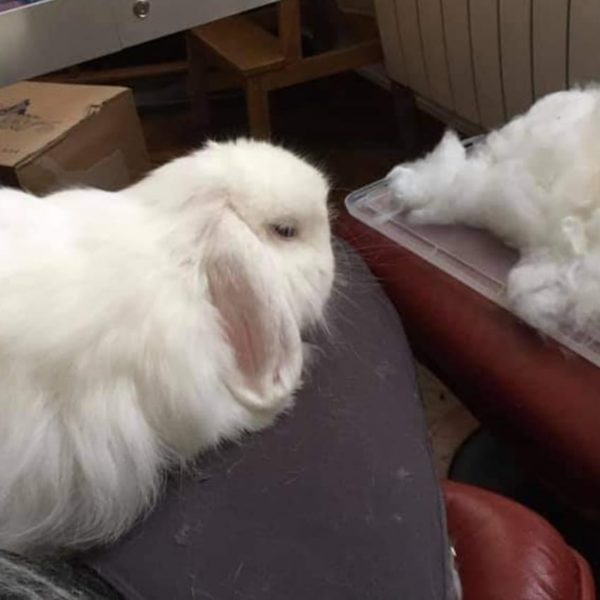 La mue et les pertes de poils chez les lapins BAMM Paris