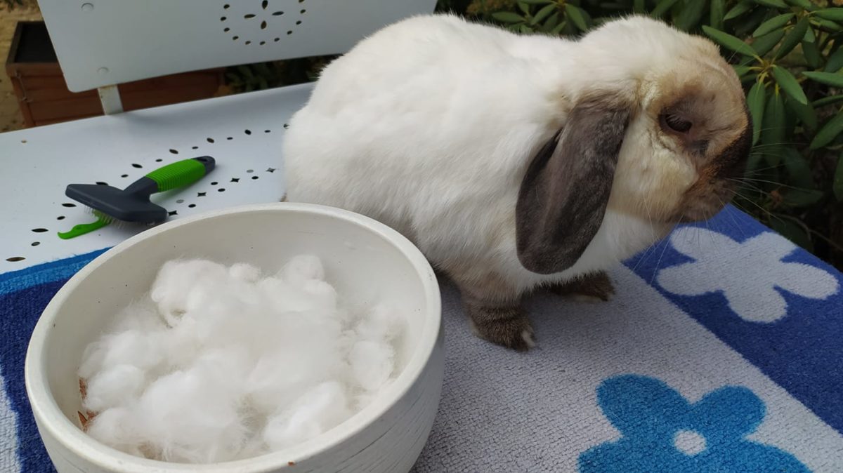 La mue et les pertes de poils chez les lapins BAMM Paris