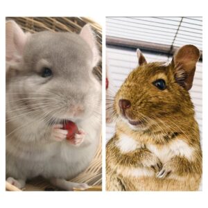 bagarres conflits octodons chinchillas