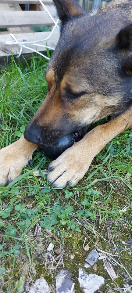 Jouet KONG chiens destructeur chien