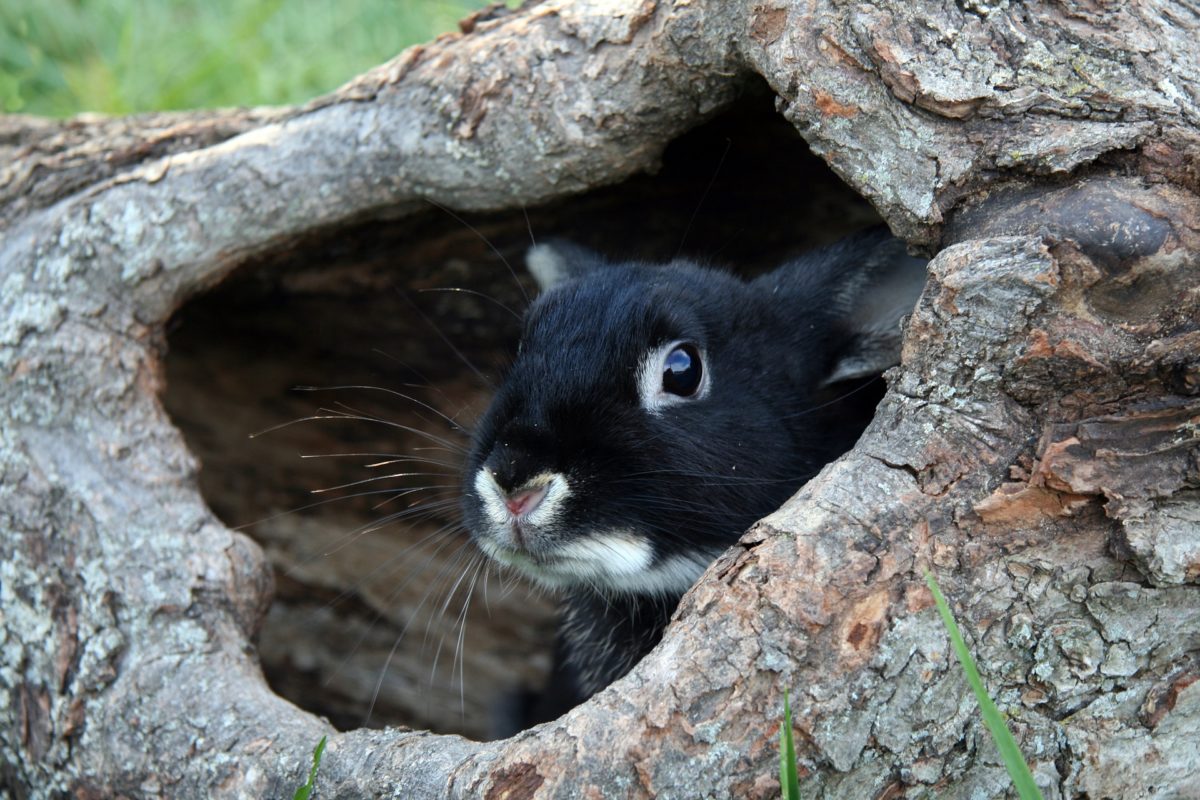 Habitat du lapin de compagnie - La semi-liberté - La dure vie du