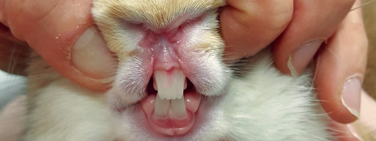 dents lapins saines