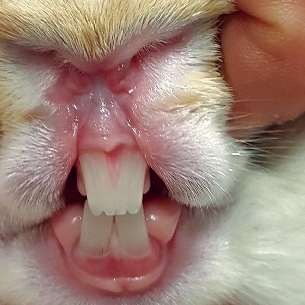 Les dents de lapins Pousse, taille et malocclusion BAMM Paris