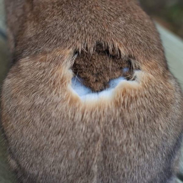La mue et les pertes de poils chez les lapins BAMM Paris