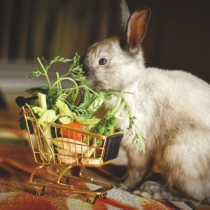 lapin cobaye fruits légumes