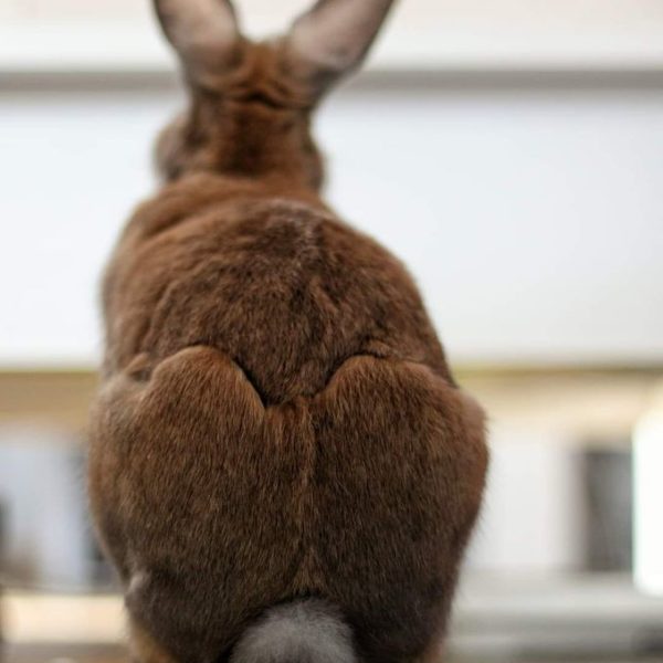 La mue et les pertes de poils chez les lapins BAMM Paris