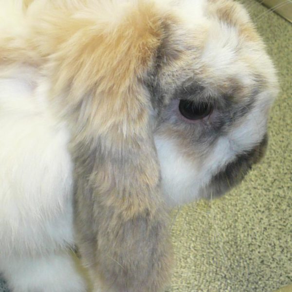 La mue et les pertes de poils chez les lapins BAMM Paris