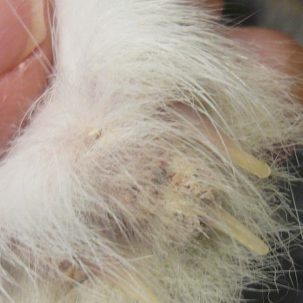 La mue et les pertes de poils chez les lapins BAMM Paris