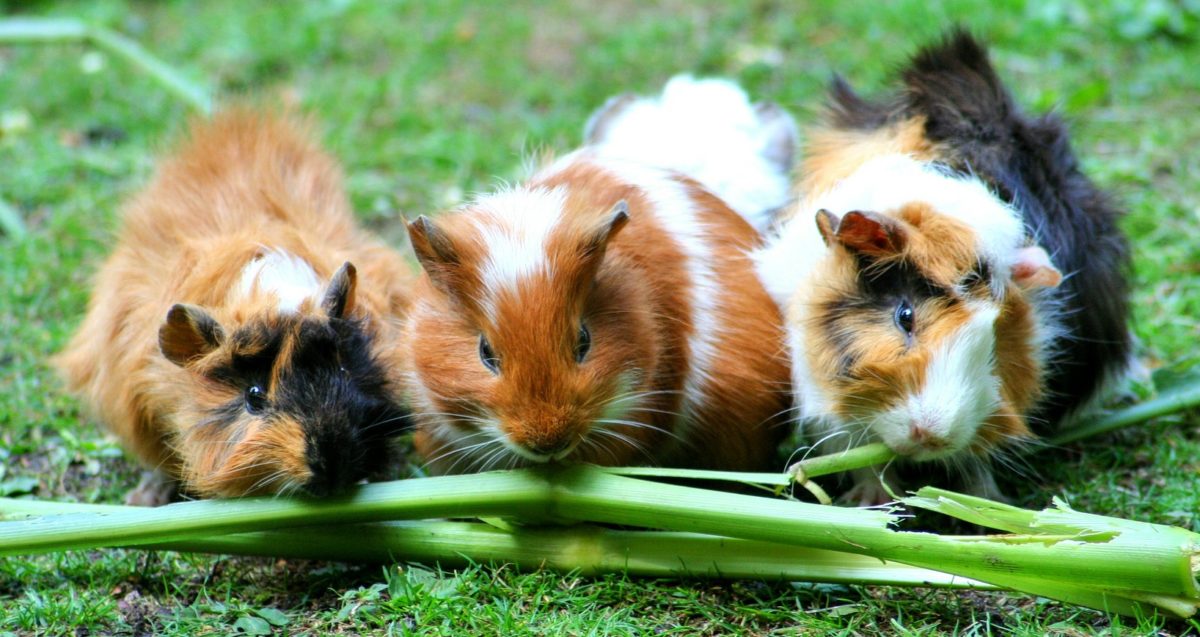 Les bases de l'alimentation des Hamsters nains - BAMM Paris