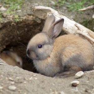 La vie en extérieur pour les lapins