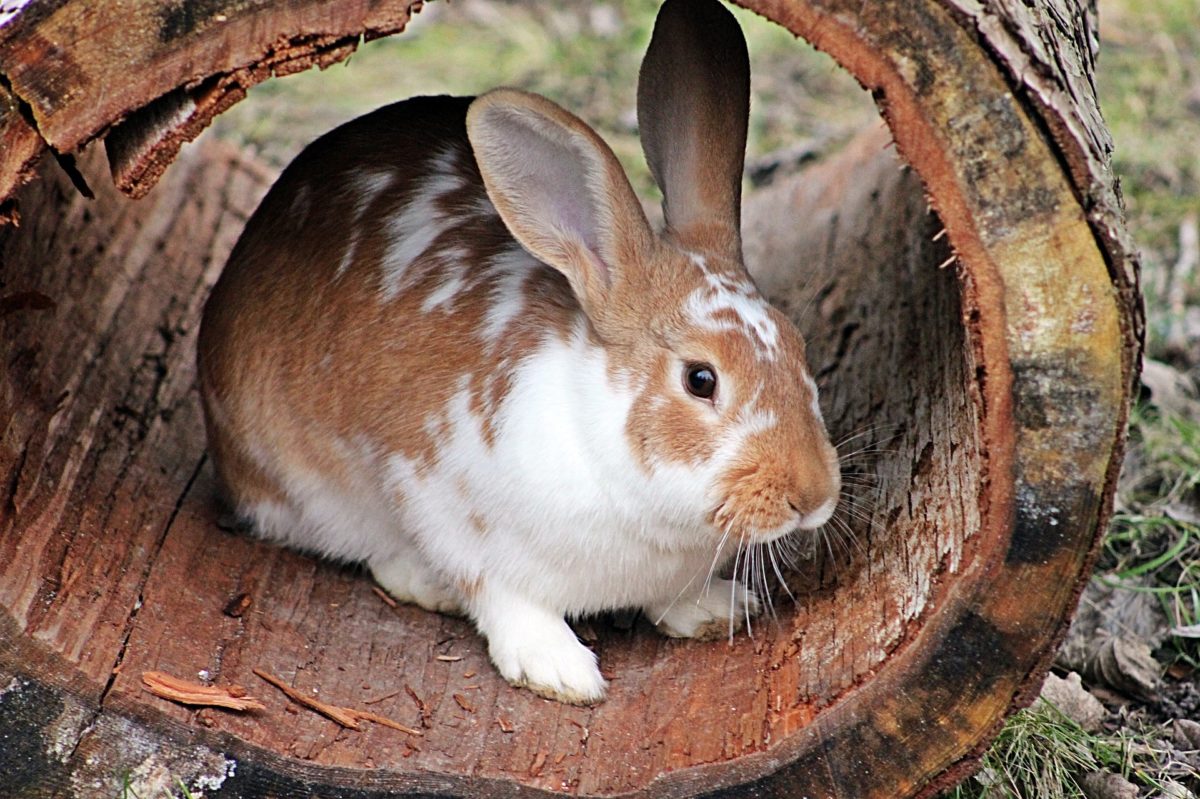 Comment garder les lapins hors de votre jardin