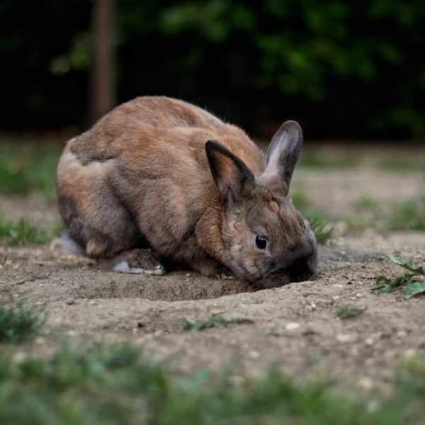 La mue et les pertes de poils chez les lapins BAMM Paris