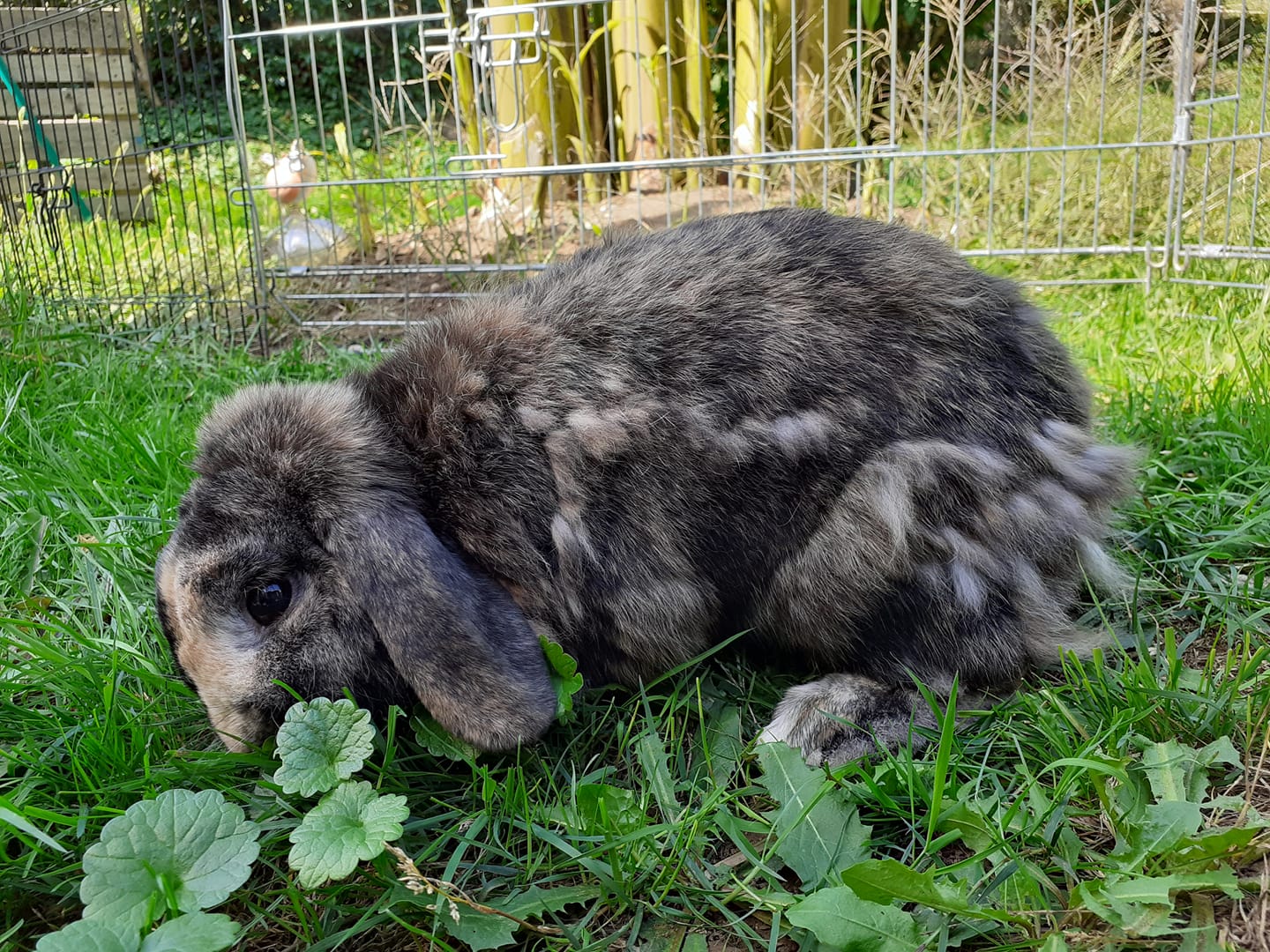 La Mue Et Les Pertes De Poils Chez Les Lapins Bamm Paris
