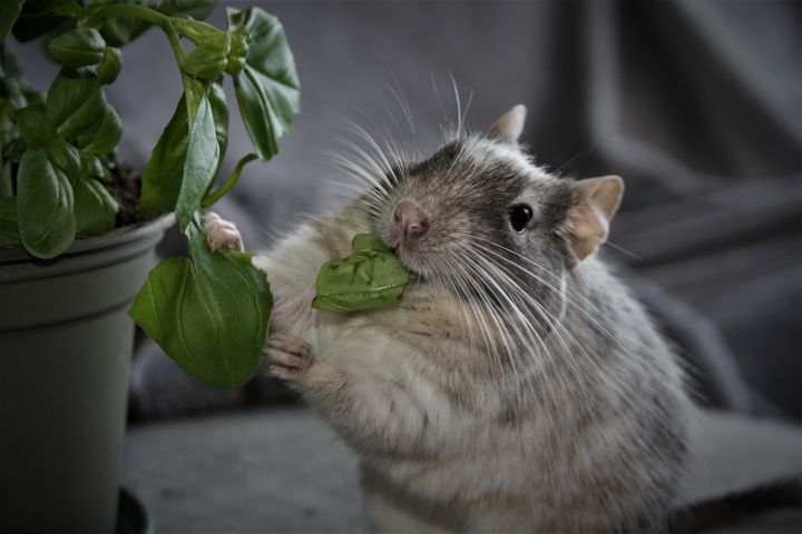 Les bases de l'alimentation des Hamsters nains - BAMM Paris