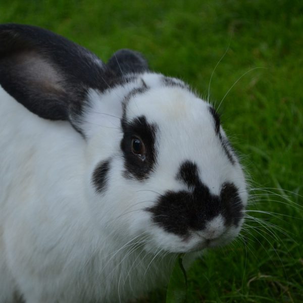 Pourquoi mon lapin tape de la patte ? BAMM Paris
