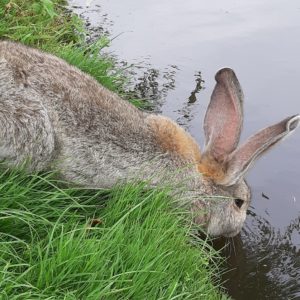 laver baigner lapin eau