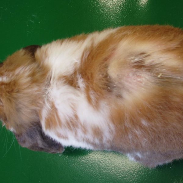 La mue et les pertes de poils chez les lapins BAMM Paris