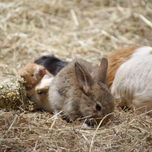 Cohabitation lapin et cochon d’inde