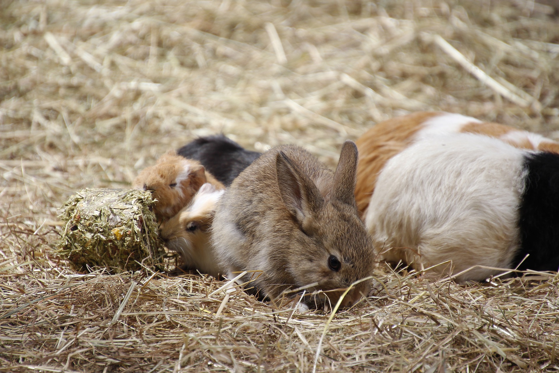 Cohabitation lapin et cochon d