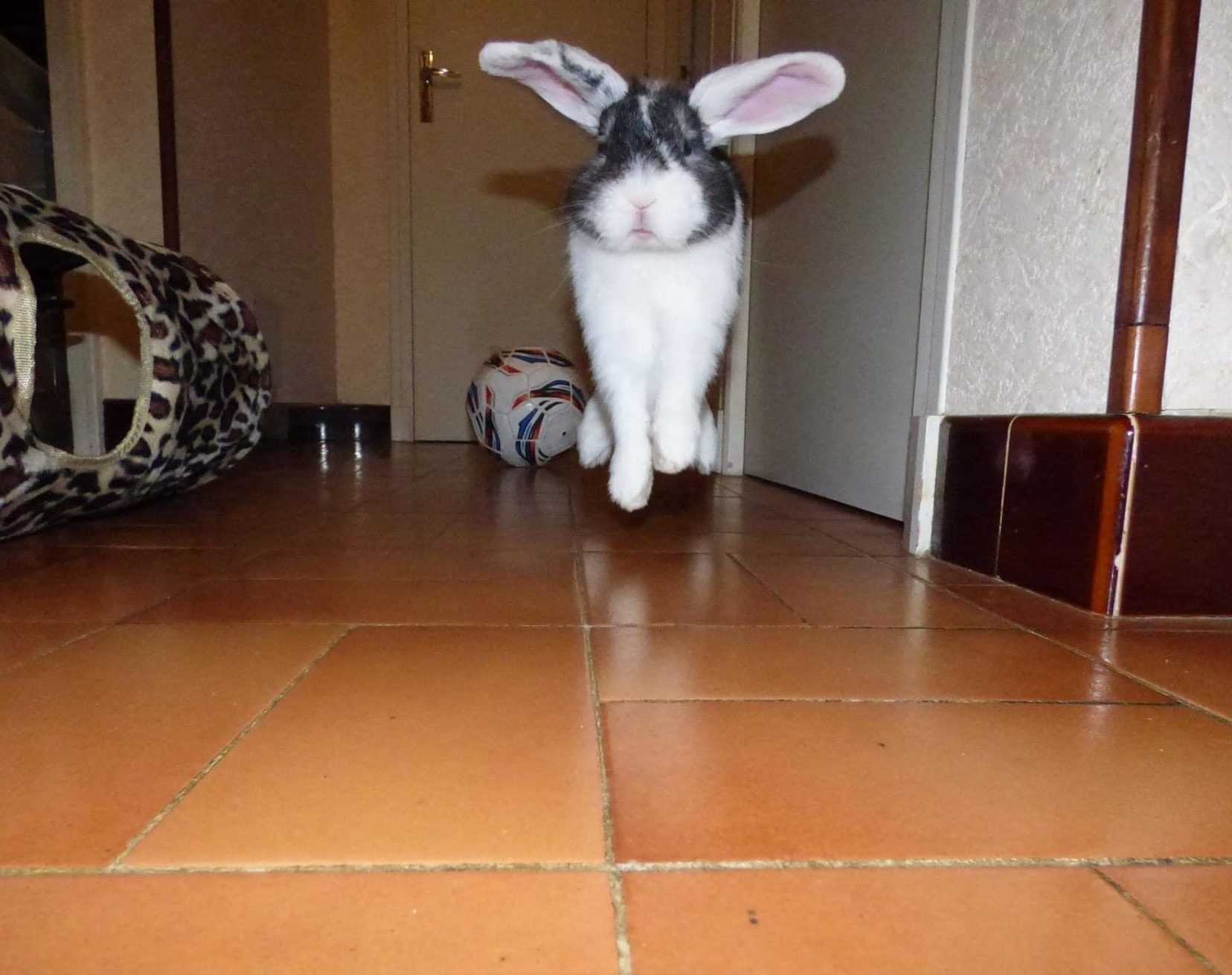 La Communication Chez Le Lapin Bamm Paris