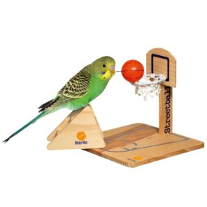 jeu d'intelligence basket ball perroquets perruches