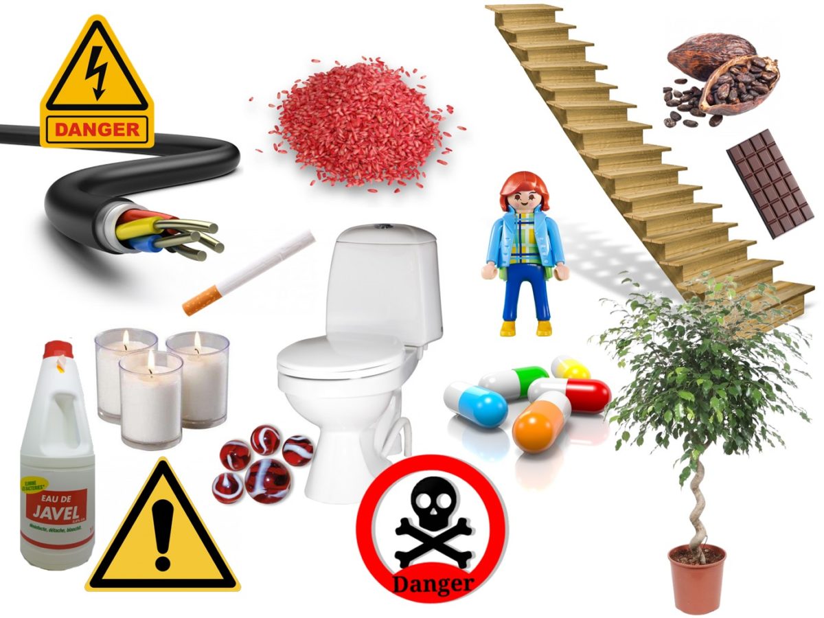 dangers maison animaux lapins