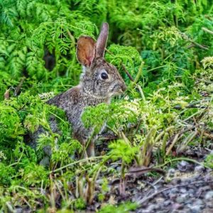 Alimentation : Qu’est-ce que la silice ?